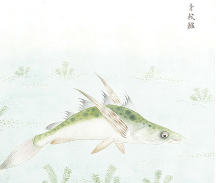 青蛟鲈鱼国画海洋生物手绘
