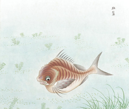 石斑鱼鱼国画海洋生物手绘