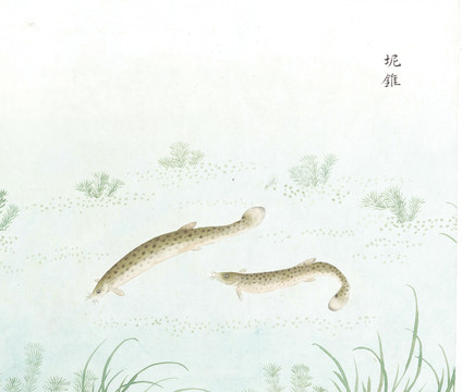 泥鳅鱼国画海洋生物手绘