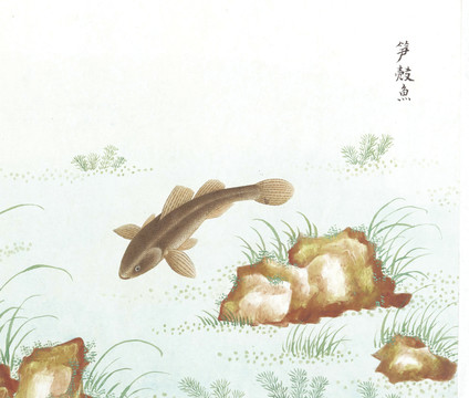 笋壳鱼鱼国画海洋生物手绘