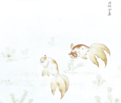 凸金银鱼鱼国画海洋生物手绘