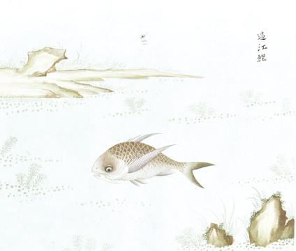 过江鲤鱼国画海洋生物手绘