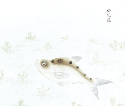 梅花鳊鱼国画海洋生物手绘