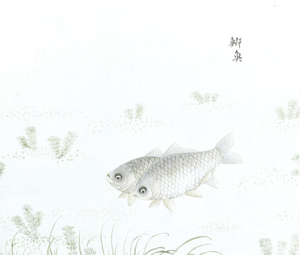 鲫鱼鱼国画海洋生物手绘