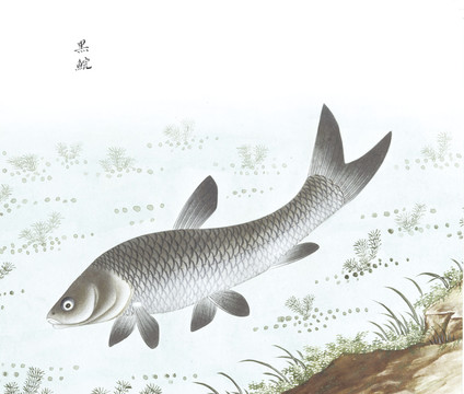 黑皖鱼鱼国画海洋生物手绘