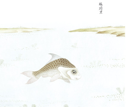 鲈头鲤鱼鱼国画海洋生物手绘