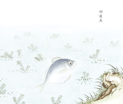 短迟鱼鱼国画海洋生物手绘
