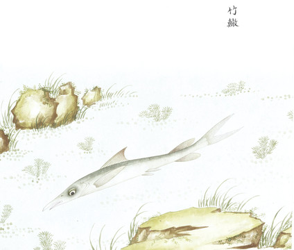 竹鳡鱼鱼国画海洋生物手绘