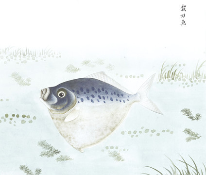 裁刀鱼鱼国画海洋生物手绘