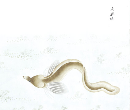 大腮鳝鱼鱼国画海洋生物手绘