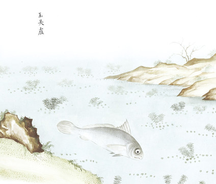 玉头鲈国画鱼海洋生物手绘