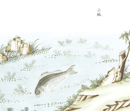 小鱼国画鱼海洋生物手绘