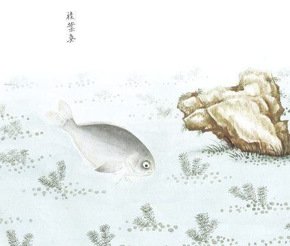 桂叶鱼国画鱼海洋生物手绘