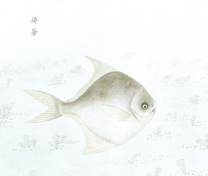 金鲳鱼国画鱼海洋生物手绘