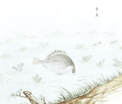 币鱼国画鱼海洋生物手绘