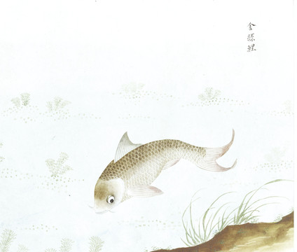 金丝鲤国画鱼海洋生物手绘