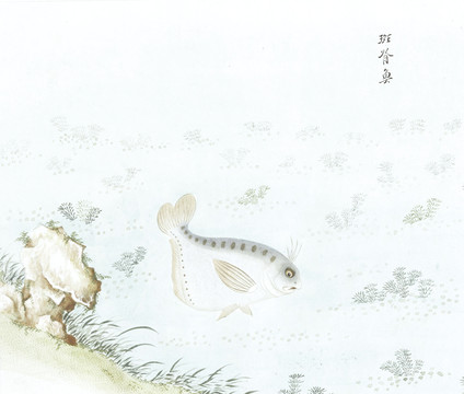 斑脊鱼国画鱼海洋生物手绘