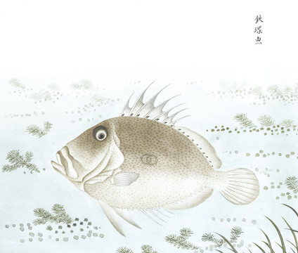 铁环鱼国画鱼海洋生物手绘