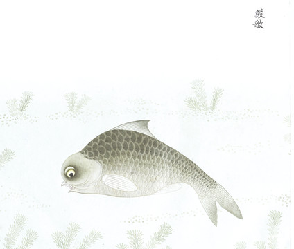 鲮鱼国画鱼海洋生物手绘