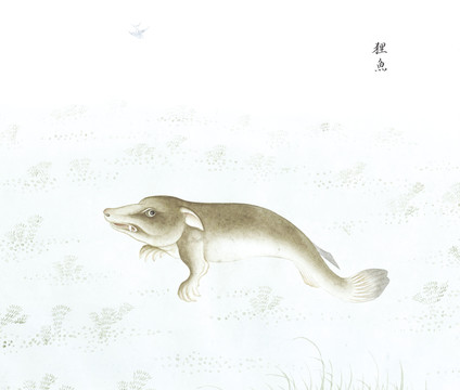 狸鱼国画鱼海洋生物手绘