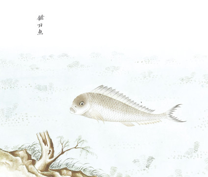 锯刀鱼国画鱼海洋生物手绘