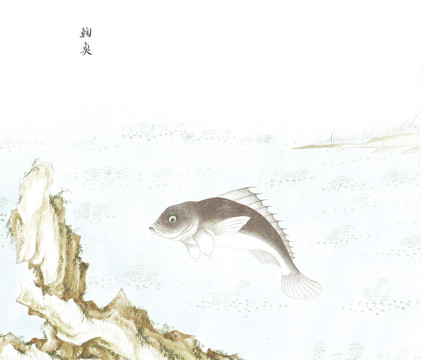 鲒鱼国画鱼海洋生物手绘