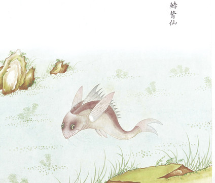 赤背鱼国画鱼海洋生物手绘