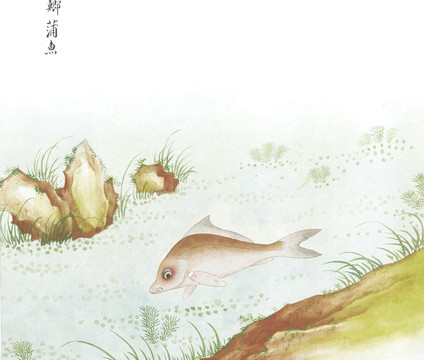 蒲鱼国画鱼海洋生物手绘