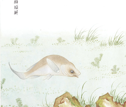 狗头鱼国画鱼海洋生物手绘