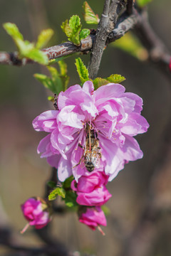 小桃红花中的小蜜蜂