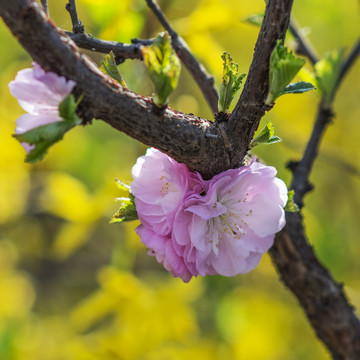 树枝杆上一团盛开的愉叶梅花