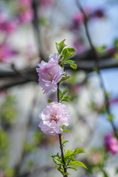树枝上两朵浅粉色的愉叶梅花