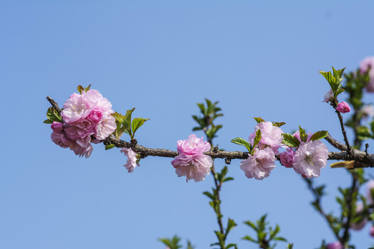 树枝上一团团愉叶梅花