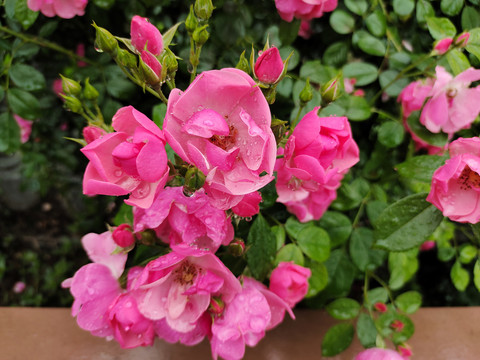蔷薇花