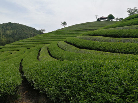 岩茶收获的茶山