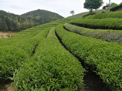 茶山