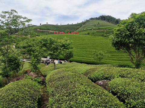 茶山