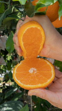四川青见柑橘果冻橙