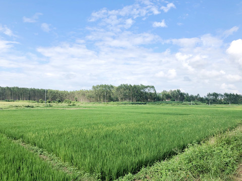 田野