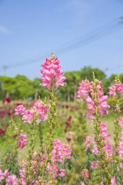 金鱼草花