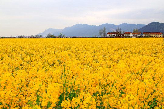 汉中油菜花