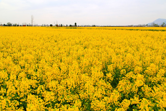 汉中油菜花