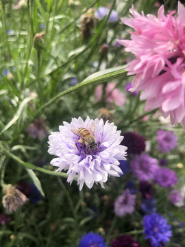 蜜蜂和菊
