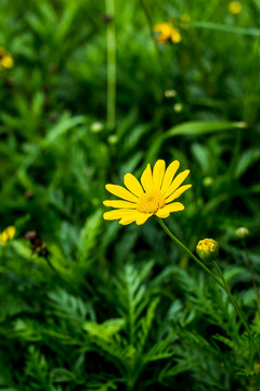 小黄花