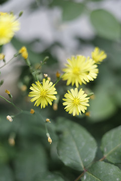 路边黄花特写花瓣花蕊