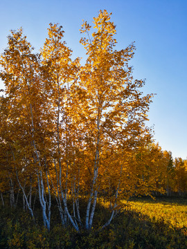 秋季逆光白桦树