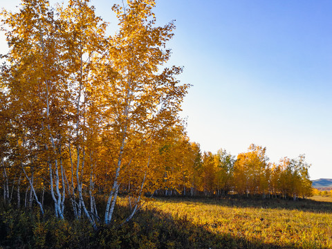 秋季金色白桦树林逆光