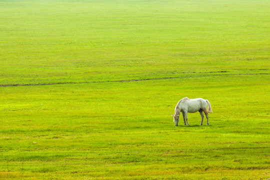 夏季草原白马