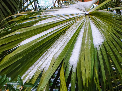 植物雪景