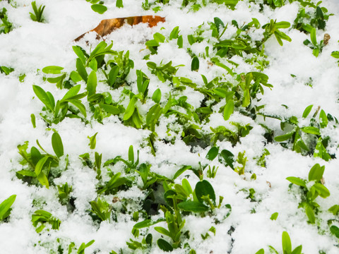 雪压植物